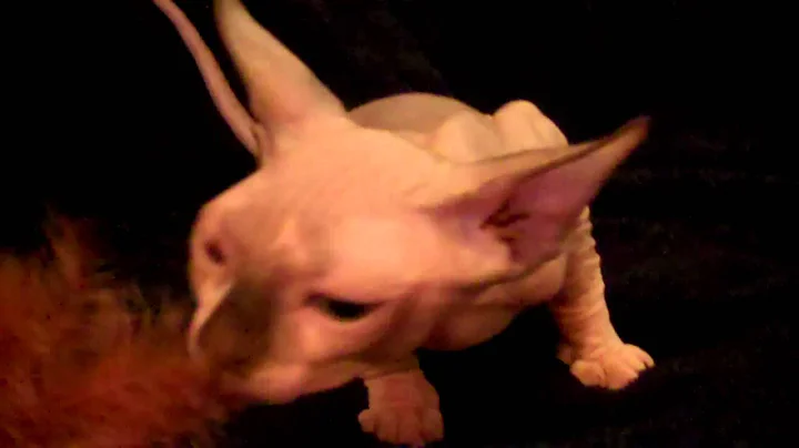 Video 10224881: sphynx kittens playing, sphynx cat