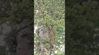 buahtin #shortvideo #buahtin