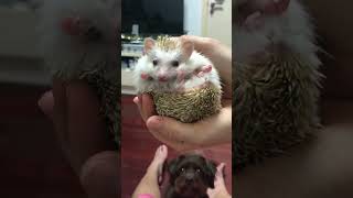 The Cutest Hedgehog (and a jealous doggo)