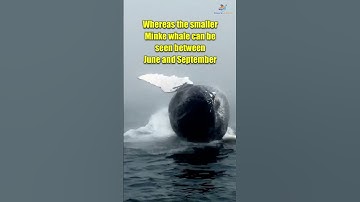 Cruising Alaska – When Is the Best Time to see whales #shorts