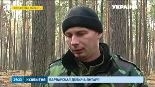 4 миллиона гривен: такой ущерб волынским лесам нанесли незаконные копатели янтаря(Солнечный камень добывают варварскими методами – лопатами уничтожают корни деревьев. После такого промыс..., 2015-11-05T18:05:50.000Z)