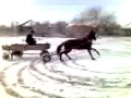 Казахский дрифт на коне