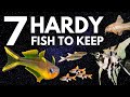 Top 7 Hardy Fish for Your Freshwater Aquarium