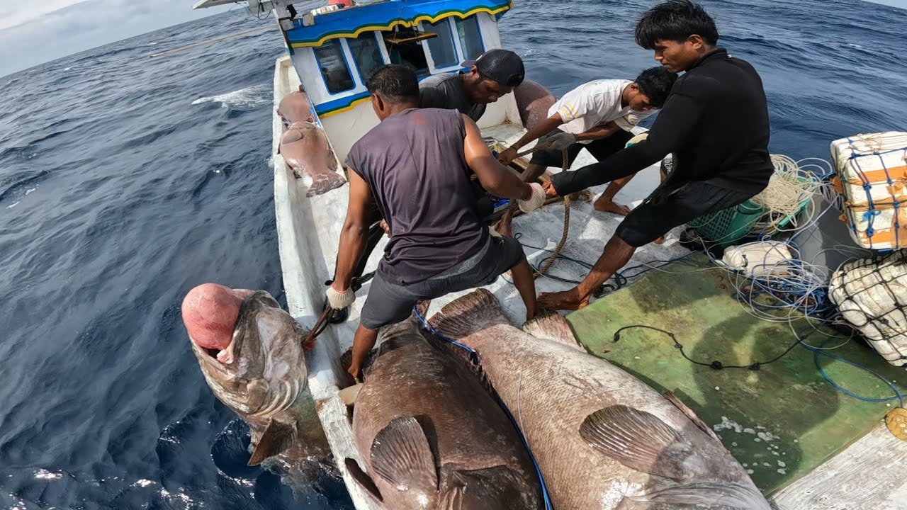 Amazing 7 ekor!!! Tak MENYAGKAH DAPAT SEBANYAK INI!!