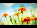 12 Hours of Relaxing Music - Piano Music for Stress Relief, Sleep Music, Meditation Music (Brenda)