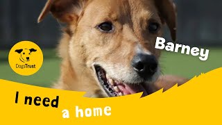 Barney the brilliant Collie cross | Dogs Trust Evesham by Dogs Trust 807 views 2 days ago 1 minute, 33 seconds