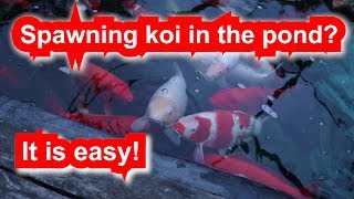 Spawning koi in a big pond that's easy!koi do not need to be transferred to the spawning pond.
