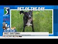 TV5 Pet of the Day: Meet Daytona!