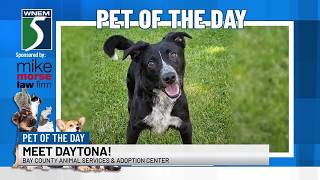 TV5 Pet of the Day Meet Daytona