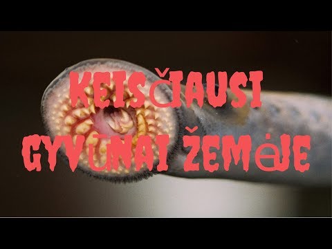 Video: Greičiausi Gyvūnai žemėje