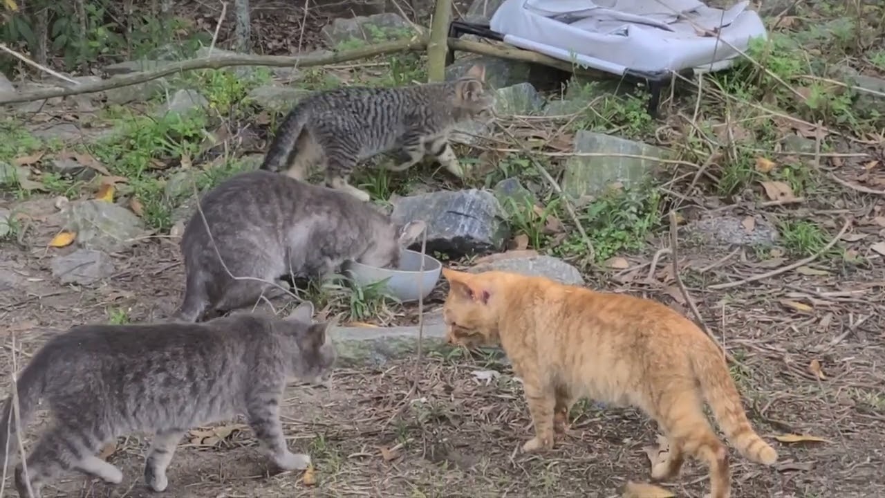 Feral Cat Super Colony Ludowici Ga US Hwy 301 Altamaha River Boat Launch Mar 6th 2026 #feral 