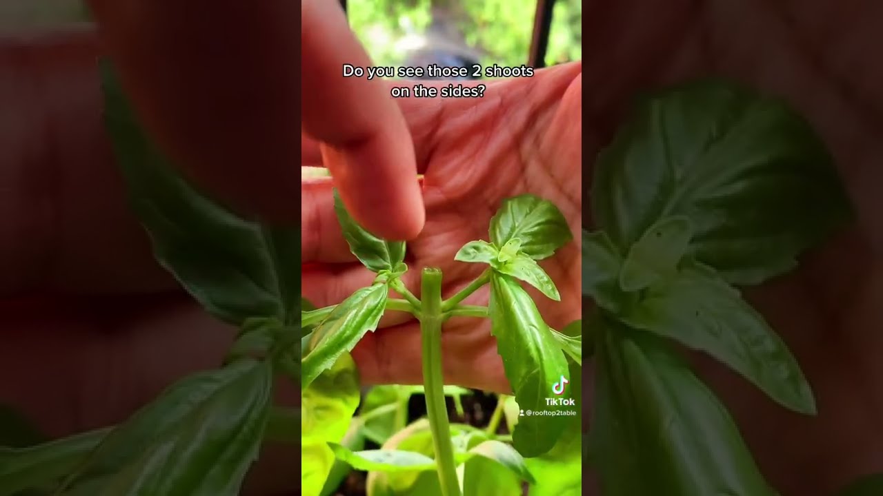 How To Prune And Harvest Basil