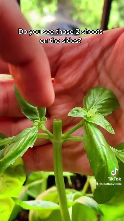 How to Prune and Harvest Basil