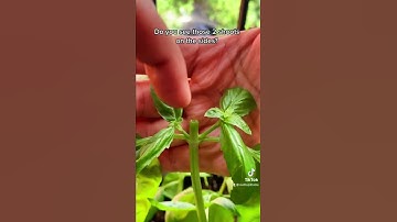 How to Prune and Harvest Basil