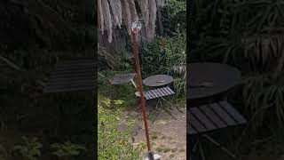 7 August 2019 Purple Finch Sings The Robins Song 1023 Am