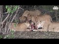 Double Gnu Meal For A Lion Pride | Maasai Mara Safari | Zebra Plains