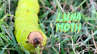 Luna Moth Caterpillar