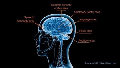 How the Brain Integrates Sensory Information