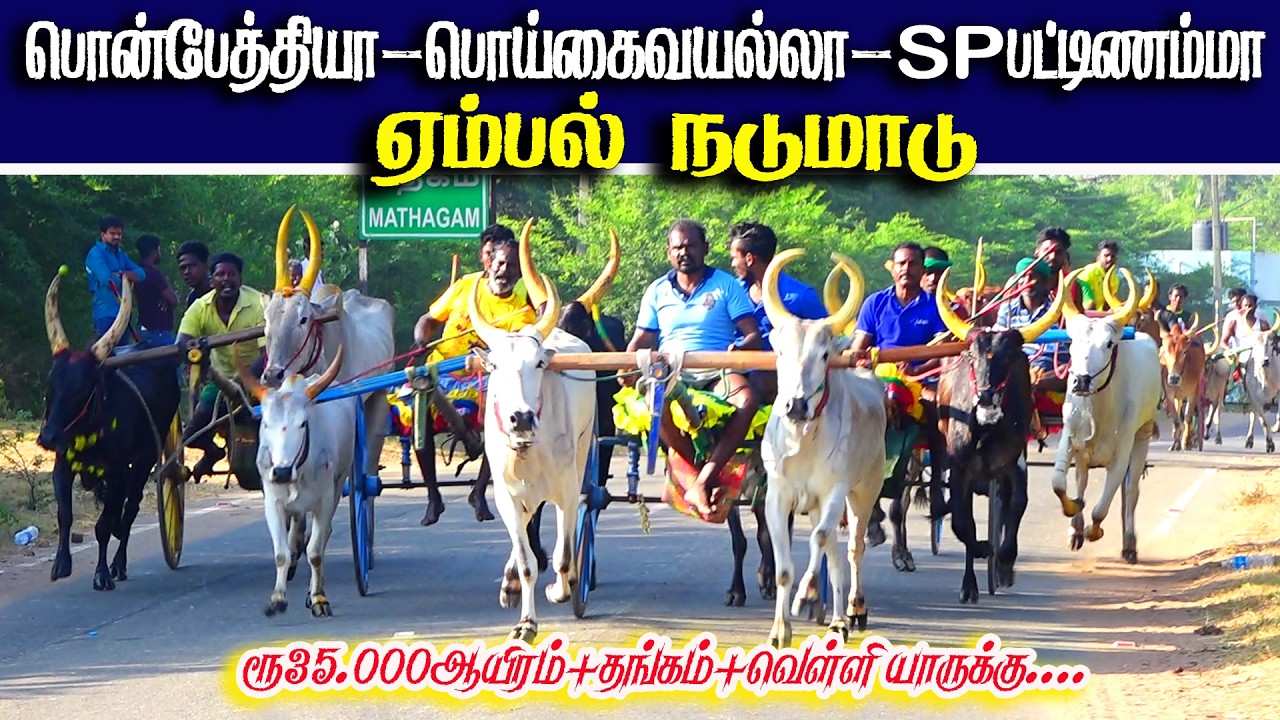 ஏம்பல் நடுமாடு பந்தயம் 04.03.2026