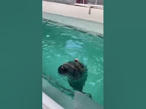 Байкальские нерпы. Конкуренция😁 - YouTube