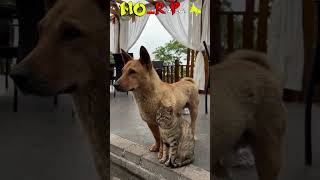 funny videos try not to laugh مقاطع فيديو مضحكة #funny #shorts