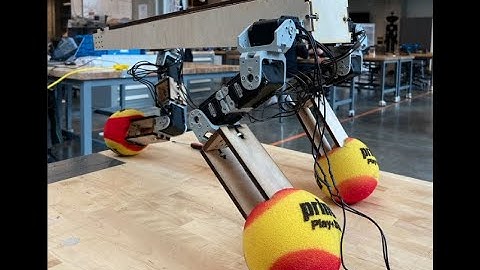 Tripawd: The Three-Legged Dog