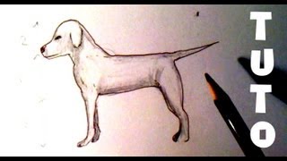 comment dessiner un chien