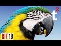 Which Historic Civilisation Ate Parrots? RIF 18