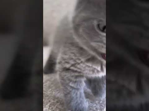 Yavru kedi videoları