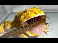 A pacman frog angry at a large centipedewarning live feeding