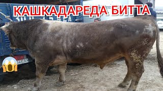 КАШКАДАРЕ ЧИРОКЧИ МОЛ БОЗОРИ .УЗБДАГИ ЕНГ КАТТА БУКА.QASHQADARYO CHIROQCHI MOL BOZORI...