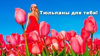 Тюльпаны и хорошее настроение для тебя! исп.Ион Суручану