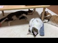 和菓子を舐める猫 【今日のひのき猫】