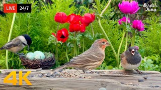 🔴 24\/7 LIVE: Cat TV for Cats to Watch 😺 Cute Birds Pigeons in the Spring 4K