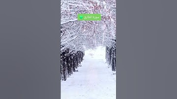 سورة الطارق #القرآن_الكريم #اكسبلور #قراءات_خاشعة