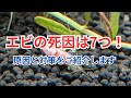 【ヤマトヌマエビ、ミナミヌマエビ、チェリーシュリンプが死ぬ原因】特に多いは〇〇です！