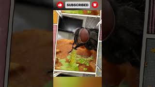 Yemeğe Konan Si̇nek