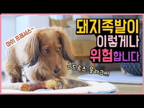 돼지족발은 강아지를 예민하게 만듭니다! | 반려견 수제간식 | 대형견용 간식 | 강아지 먹방 [ Game of Bones ]