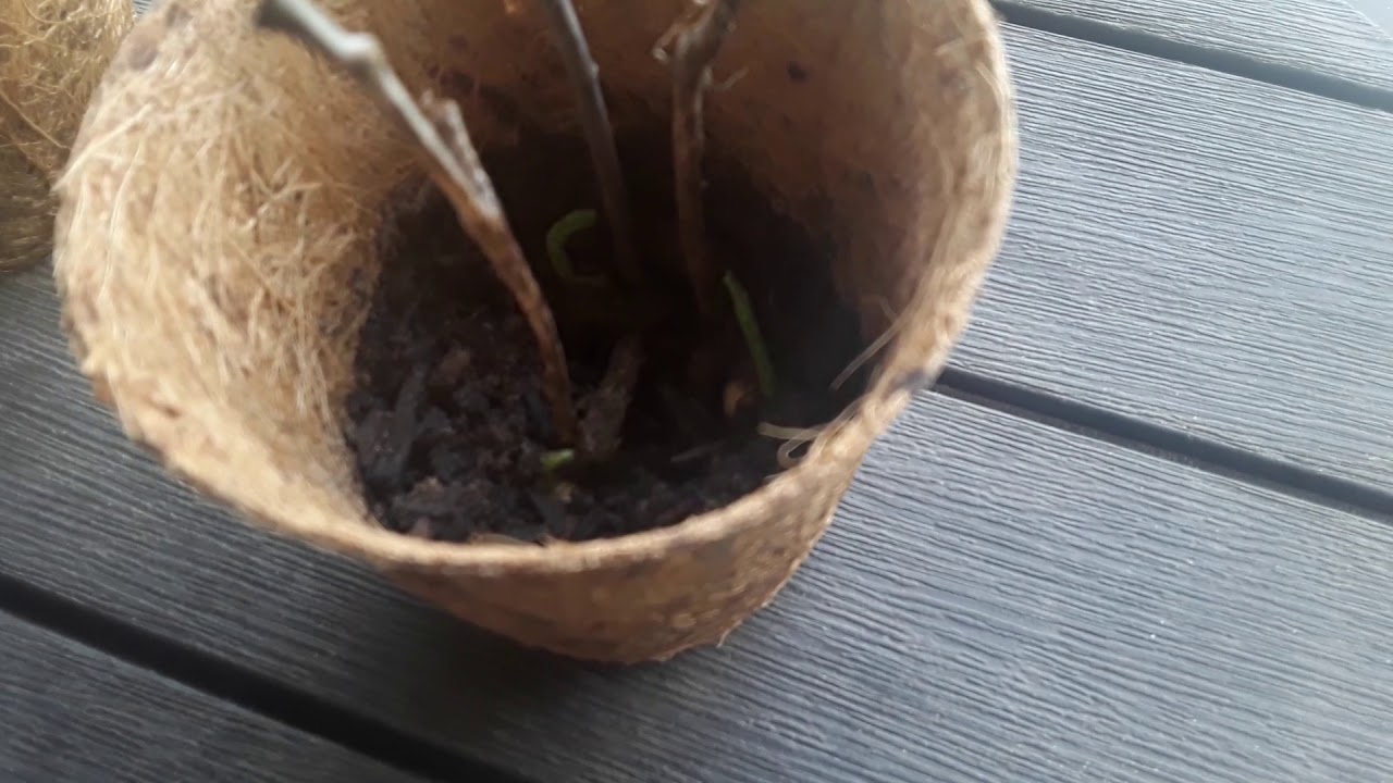 Seeds sprouting - YouTube