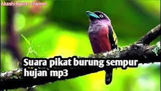 Suara pikat burung sempur hujan mp3