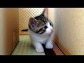 一日遅れの誕生日プレゼント！父ちゃんから♀猫こむぎへ、想い出を贈ります【猫の動画日記こむぎ＆だいず】