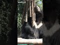 Abused Bear Lissy is UNRECOGNIZABLE! #animals #bears #wildlife