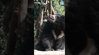 Abused Bear Lissy is UNRECOGNIZABLE! #animals #bears #wildlife