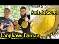 🇲🇾 EATING MALAYSIAN KAMPUNG DURIAN INSIDE R&amp;R AGRO FARM | LANGKAWI, MALAYSIA