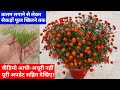 ऐसे लगाएं गेंदे की कलम हजारों फूलों की गारंटी है|how to grow marigold from cuttings|genda
