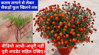 ऐसे लगाएं गेंदे की कलम हजारों फूलों की गारंटी है|how to grow marigold from cuttings|genda