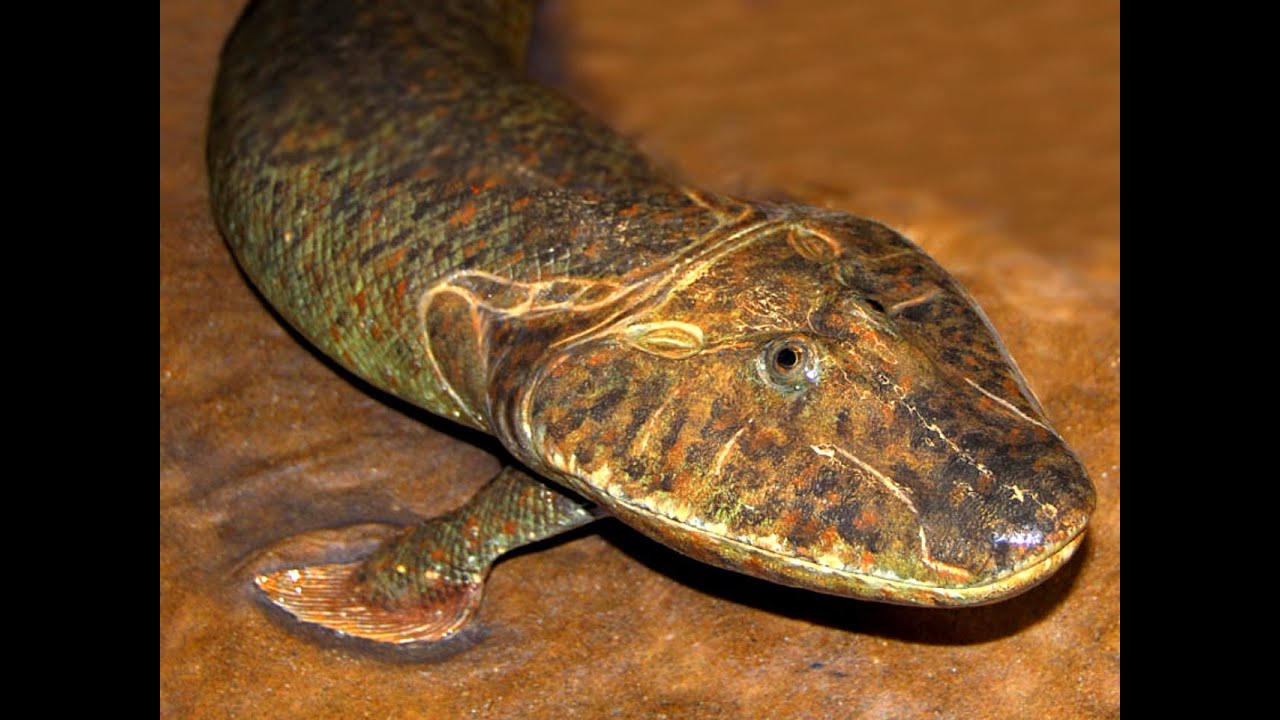Tribute to Tiktaalik - YouTube