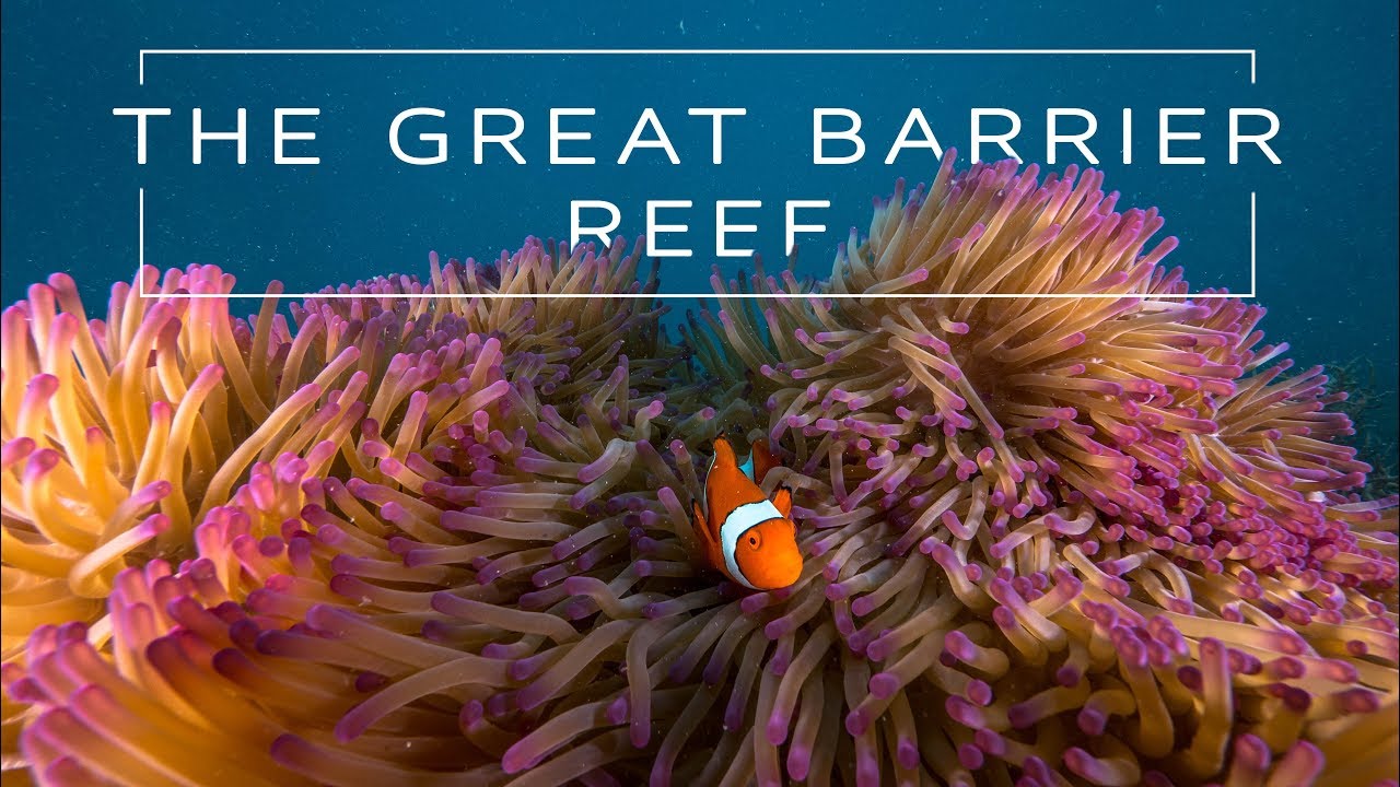 Cinematic Great Barrier Reef x OrcaTorch