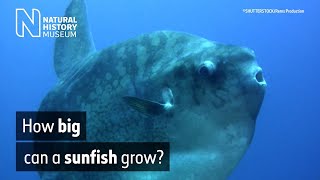 How big are sunfish? From tiny larvae to ocean giants | Natural History Museum (Audio Described) by Natural History Museum 746 views 3 weeks ago 1 minute, 39 seconds