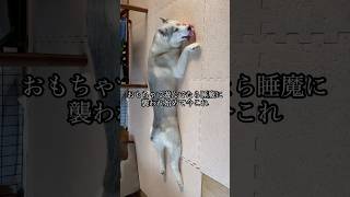おもちゃは離さない #shorts